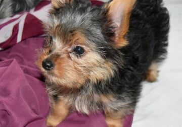 Feisty Teacup Male Yorkie Puppies