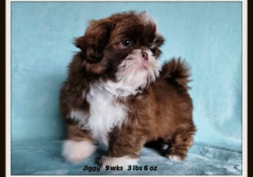 AKC Shih Tzu from health tested (Embark) parents