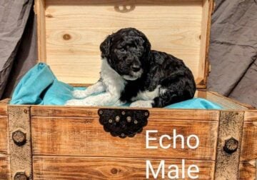 Standard Poodle Named Echo