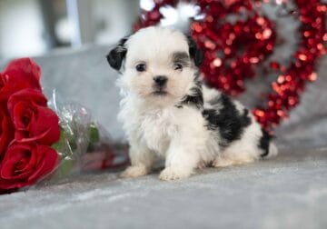AKC Shih Tzu Puppies Available Now