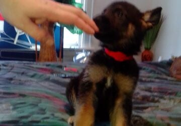 **AKC GSD PUPPIES**