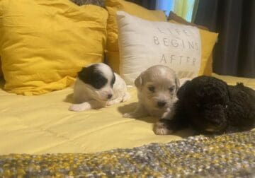 POMAPOO PUPPIES FOR SALE!!!!!!!!!!!!!