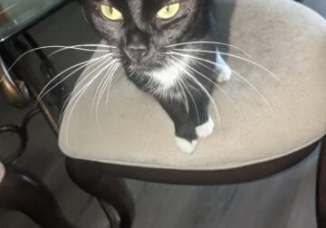 Female tuxedo cat