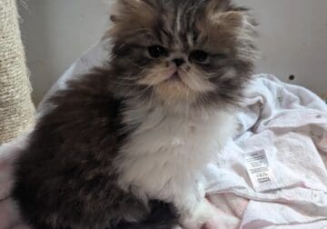 Persian LH Exotic Kittens Available