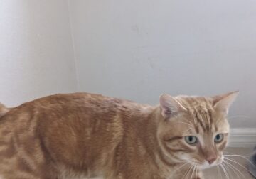 Male young cat for adoption