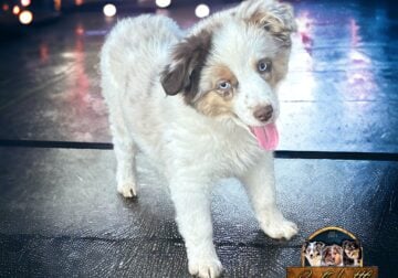Red Merle Mini Male Puppy with tail and blue eyes
