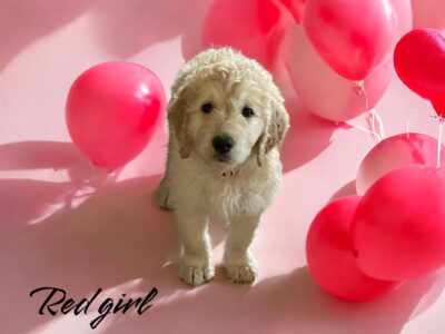 Goldendoodle -Red puppy