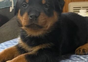 3 female rottweilers’ for sale