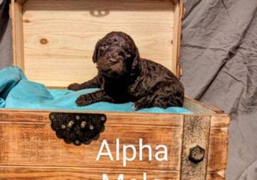 Standard Poodle Named Alpha