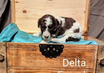 Standard Poodle Named Delta