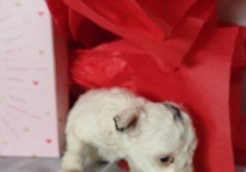Mini Poodle Puppy for Sale–Ramona