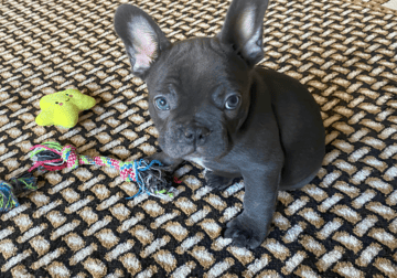 Frenchie – Red – Puppy