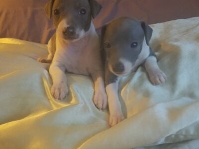 Italian Greyhound Puppies Blue and White