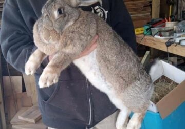 Continental Giant Rabbits for sale!