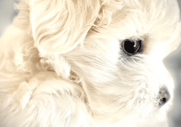 Maltese Adorable Puppy