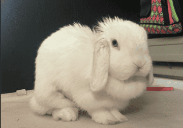 Holland lop Rabbit
