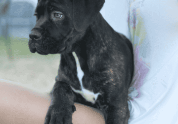 🌟 Cane Corso Italian Mastiff Female Puppy 13 Wks