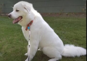 Rehoming 7yr old Great Pyrenees