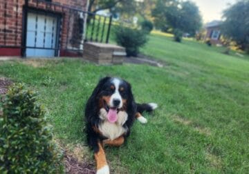 Bernese Mountain Dog for rehoming