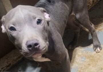 4 pitbull puppies $400 each