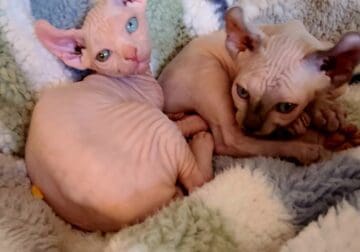 2 Hairless Kittens For Sale
