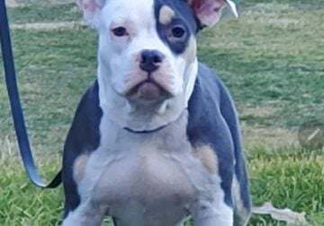 ABKC REGISTERED TRI COLOR AMERICAN BULLIE PUPPIES