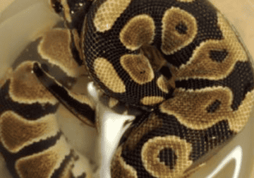 Ball Pythons. Milk snake corn snake reptiles