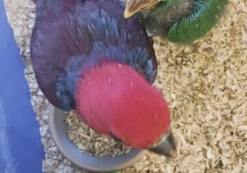 Baby eclectus for sale
