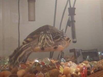Yellow Bellied Slider Turtle and her Tank/Supplies