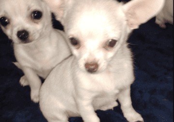 Male Chihuahua – Simon