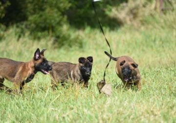 Belgian Malinois Puppies for Sale