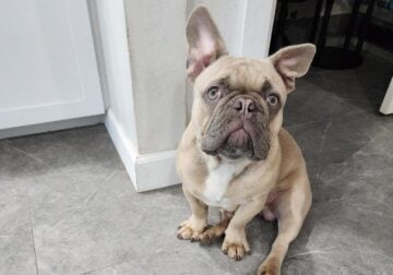 Sully 7.5 Month Old French Bulldog pup