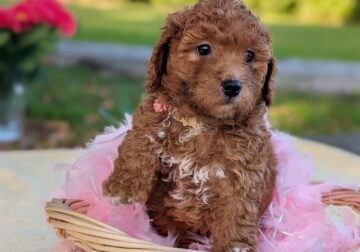 Mini Goldendoodle f1B female puppy available now
