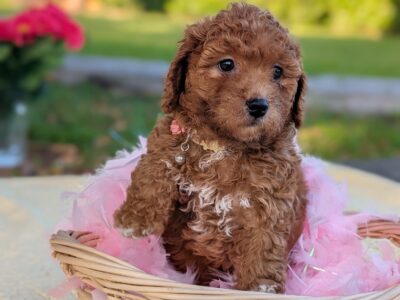 Mini Goldendoodle f1B female puppy available now