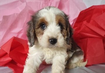 Cavachon Puppy for Sale–Prince