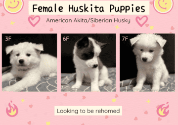 Huskita Puppies – Akita and Husky mix