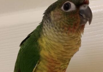 Young Yellowsided Green Cheek Conure – in Maryland