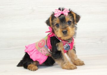 Female Teacup Yorkie Puppies For Sale