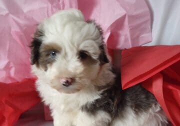 Mini Aussiedoodle Puppy for Sale