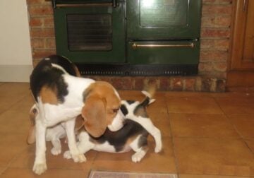 Adorable beagle puppies