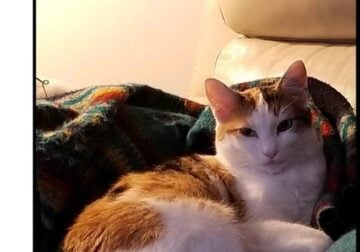 Free 3 yr old Female (spayed) Callico Cat