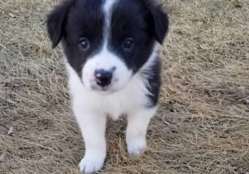 Border Collie Puppy (Casper )