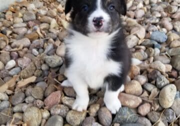 Border Collie Puppy (Catie)