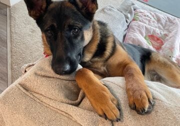 Try to find a new home for Cookie (GSD).