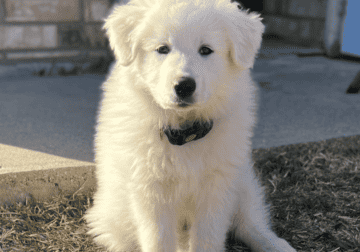 Purebreed Great Pyrenees
