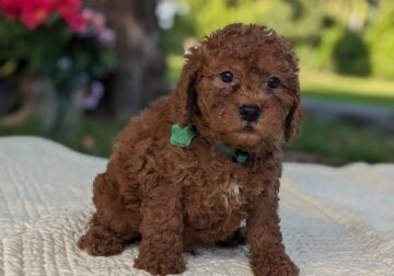 Mini Goldendoodle F1B male puppy available $1495