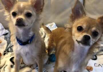 Chihuahuas for rehoming