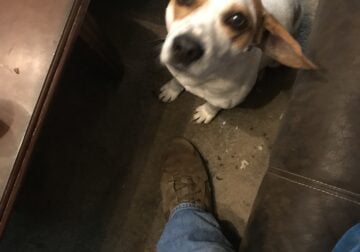 Beagle and terrier mix