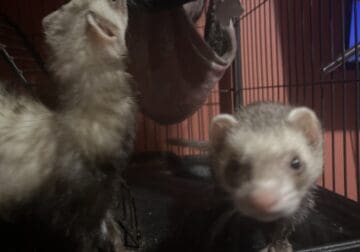 3 bonded ferrets to good home!