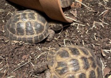 I have 3 Russian Tortoises that I need to rehome